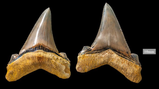https://tomorrowsci.com/wp-content/uploads/2018/08/extra_large-1533822539-two-teeth-678x381.jpg